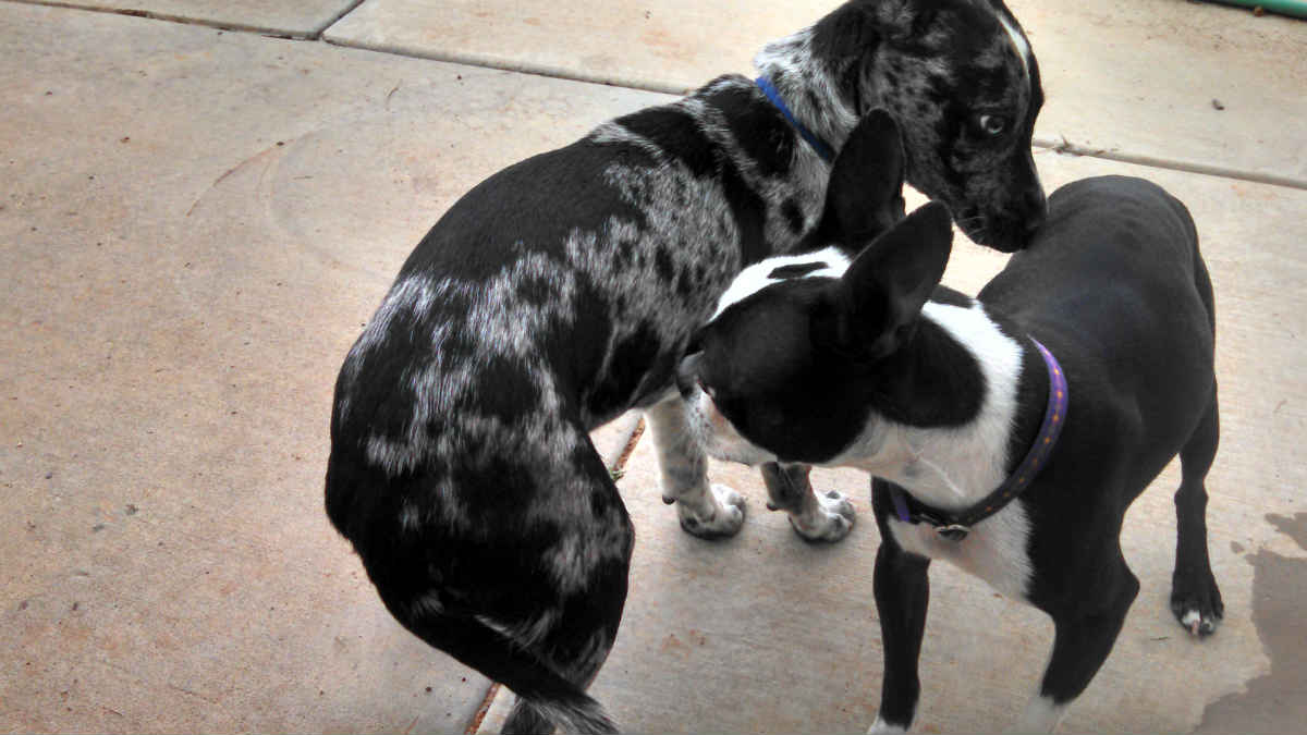 Tips On How To Make Two Dogs Become Friends